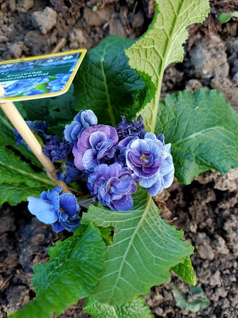 Img.2024.03.30 - Grădina mea de la țară