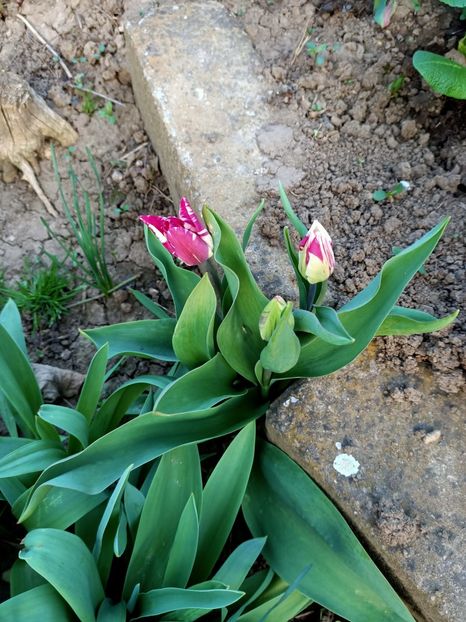 Img.2024.03.30 - Grădina mea de la țară