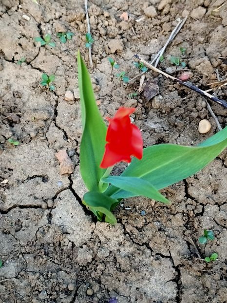 Img.2024.03.30 - Grădina mea de la țară