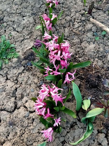 Img.2024.03.30 - Grădina mea de la țară