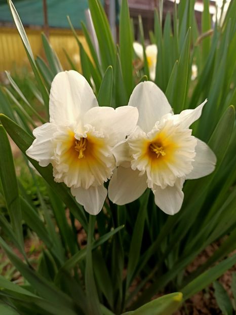 Img.2024.03.31 - Grădina mea de la țară