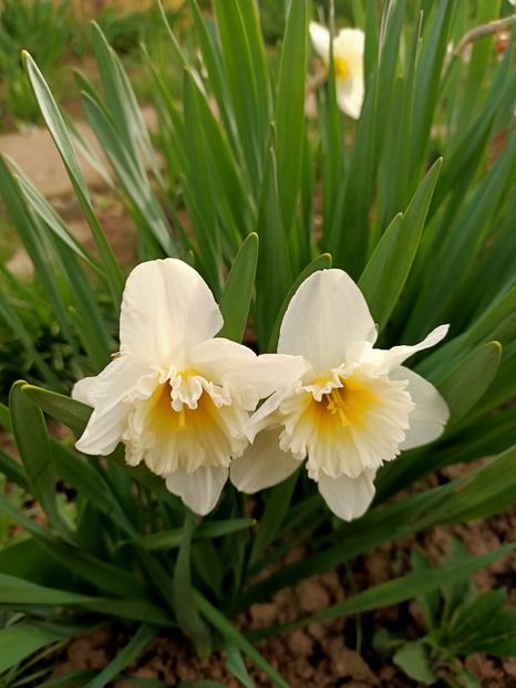 Img.2024.03.31 - Grădina mea de la țară