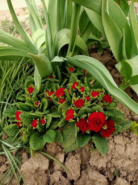 Img.2024.03.31-Primeln - Grădina mea de la țară