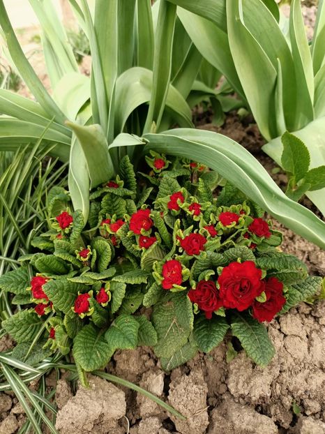 Img.2024.03.31 - Grădina mea de la țară