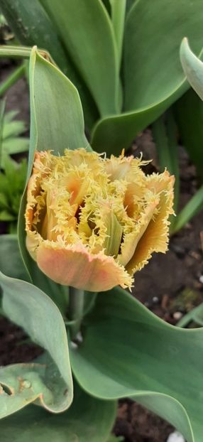 Img-2024.03.31 - Grădina mea de la țară