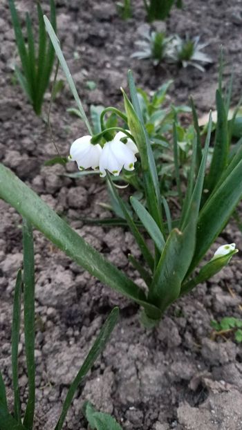 Img-2024.03.31 - Grădina mea de la țară