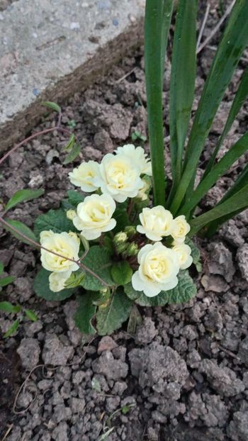 Img-2024.03.31 - Grădina mea de la țară