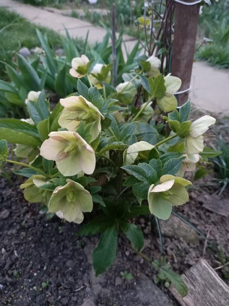 Img.2024.03.31 - Grădina mea de la țară