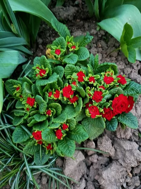 Img.2024.03.31 - Grădina mea de la țară