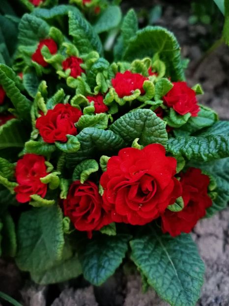 Img.2024.03.31 - Grădina mea de la țară