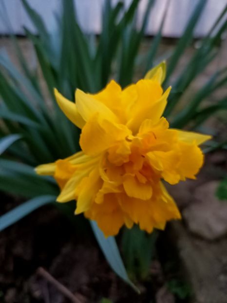 Img.2024.03.31 - Grădina mea de la țară