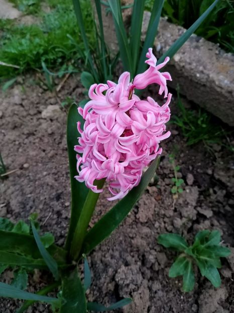 Img.2024.03.31 - Grădina mea de la țară