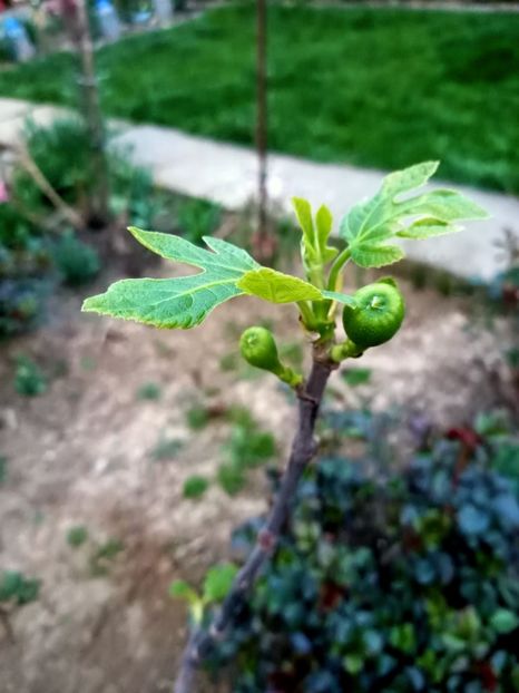 Img.2024.03.31 - Grădina mea de la țară