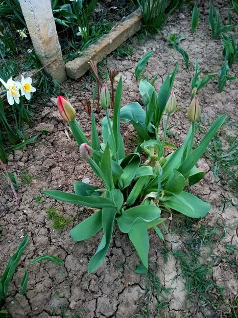 Img.2024.03.31 - Grădina mea de la țară