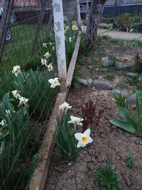 Img.2024.03.31 - Grădina mea de la țară