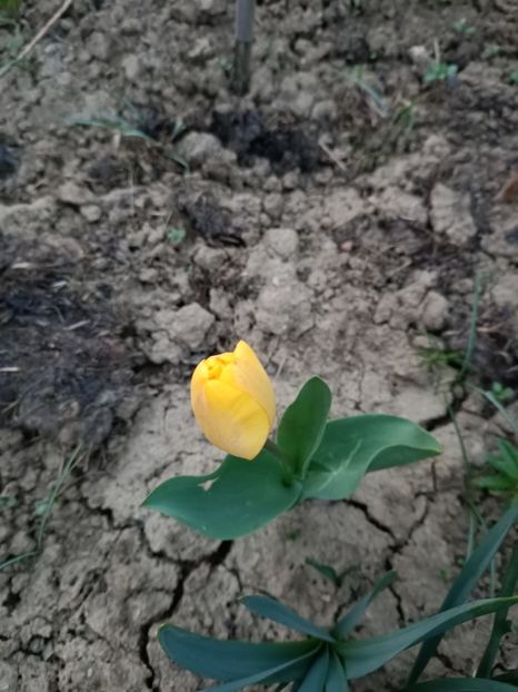 Img.2024.03.31 - Grădina mea de la țară