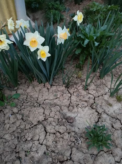 Img.2024.03.31 - Grădina mea de la țară