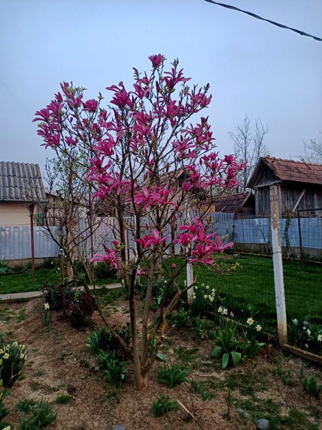 Img.2024.03.31 - Grădina mea de la țară