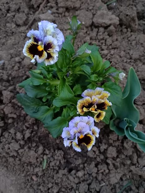 Img.2024.03.31 - Grădina mea de la țară