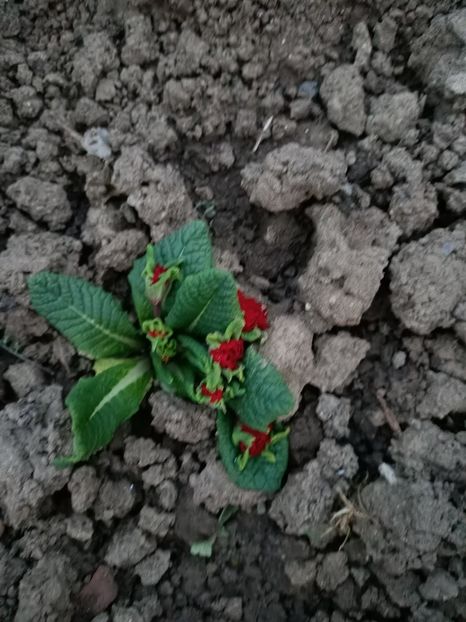 Img.2024.03.31 - Grădina mea de la țară