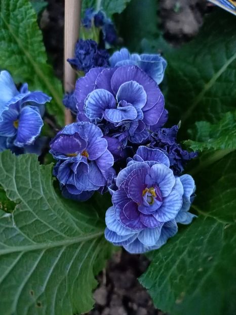 Img.2024.03.31 - Grădina mea de la țară