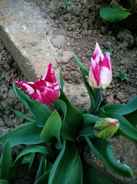 Img.2024.03.31 - Grădina mea de la țară