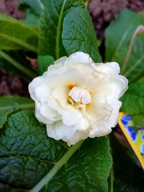 Img.2024.03.31 - Grădina mea de la țară