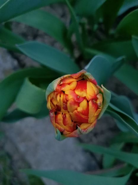 Img.2024.03.31 - Grădina mea de la țară