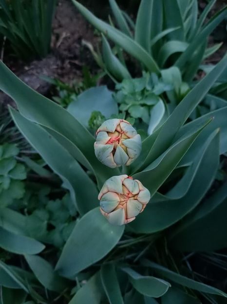 Img.2024.03.31 - Grădina mea de la țară