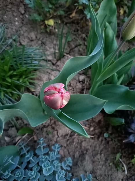 Img.2024.03.31 - Grădina mea de la țară