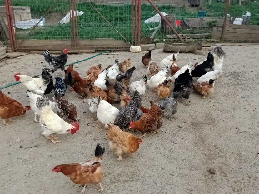 Img.2024.04.01 - Grădina mea de la țară