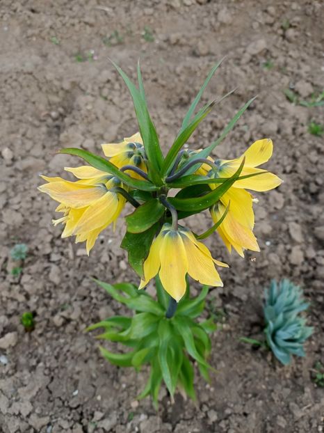 Img.2024.04.01 - Grădina mea de la țară