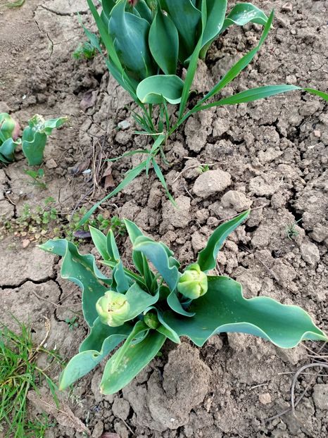 Img.2024.04.01 - Grădina mea de la țară