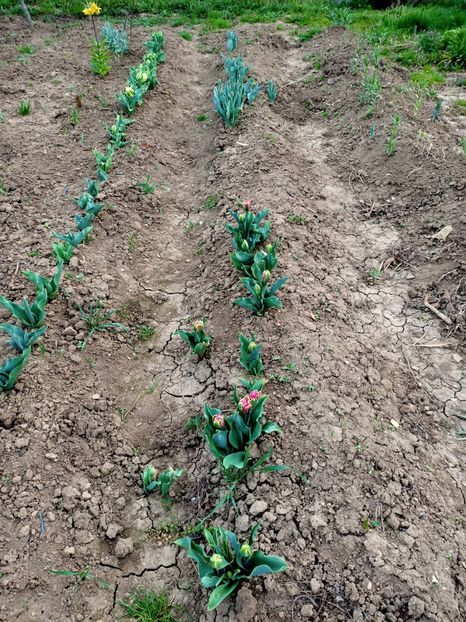 Img.2024.04.01 - Grădina mea de la țară