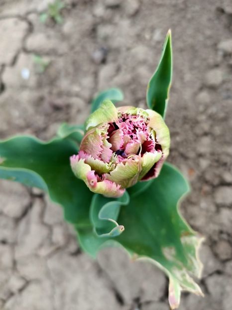 Img.2024.04.01 - Grădina mea de la țară