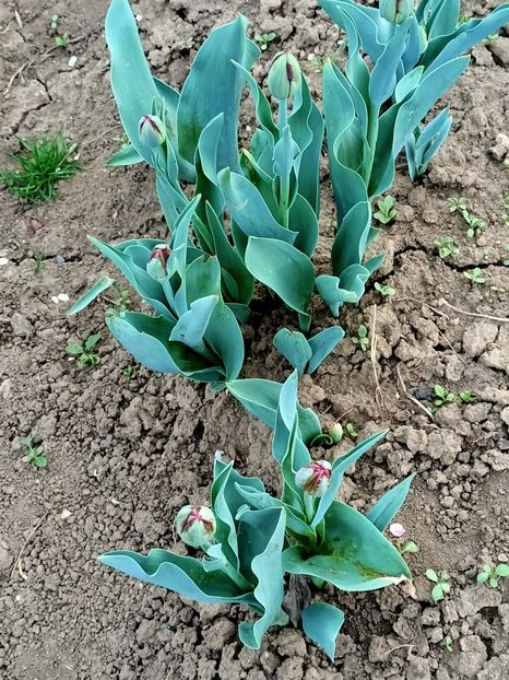 Img.2024.04.01 - Grădina mea de la țară