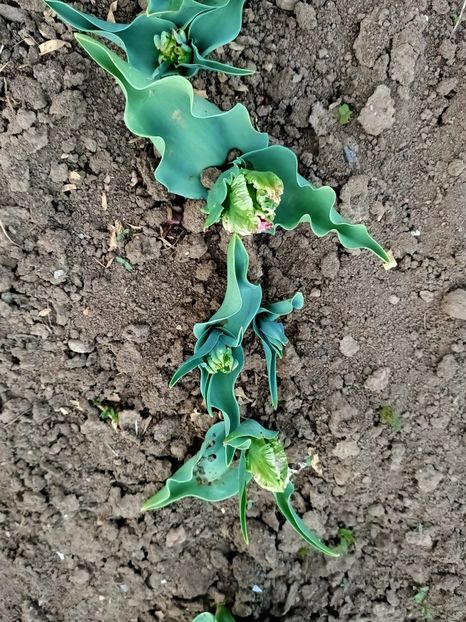 Img.2024.04.01 - Grădina mea de la țară