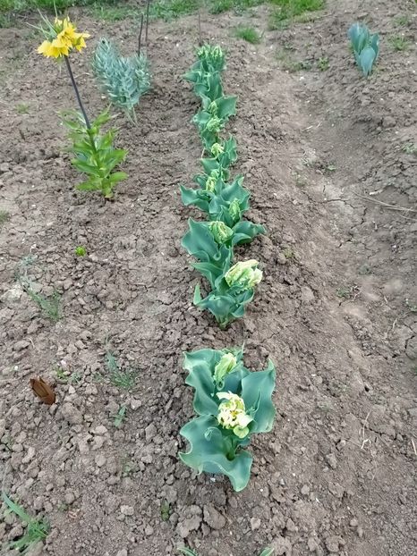 Img.2024.04.01 - Grădina mea de la țară