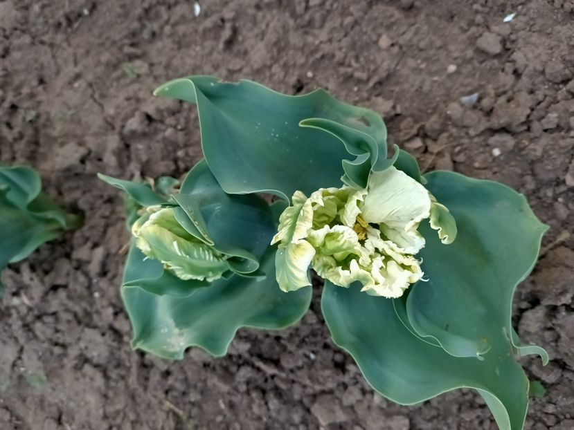 Img.2024.04.01 - Grădina mea de la țară