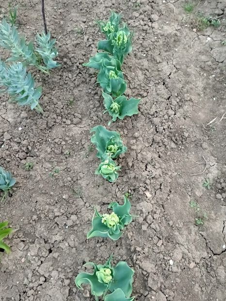 Img.2024.04.01 - Grădina mea de la țară