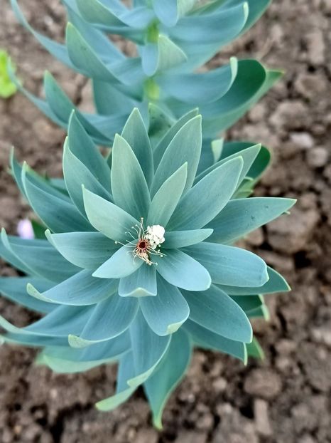 Img.2024.04.01 - Grădina mea de la țară