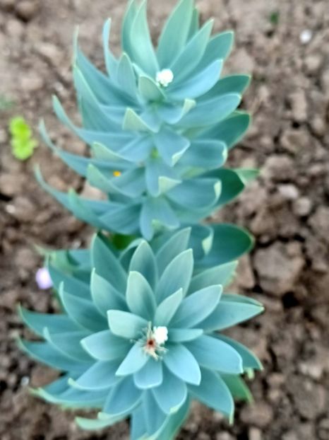 Img.2024.04.01 - Grădina mea de la țară