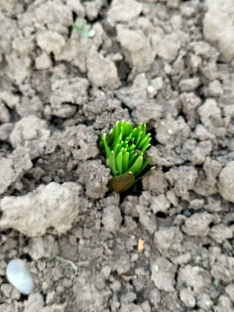 Img.2024.04.01 - Grădina mea de la țară