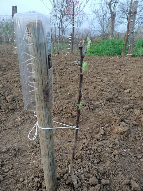 Img.2024.04.01 - Grădina mea de la țară