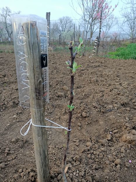 Img.2024.04.01 - Grădina mea de la țară