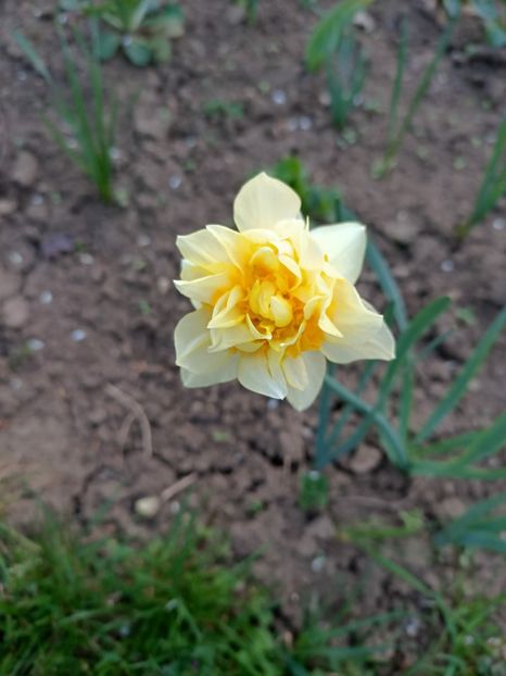 Img.2024.04.01 - Grădina mea de la țară