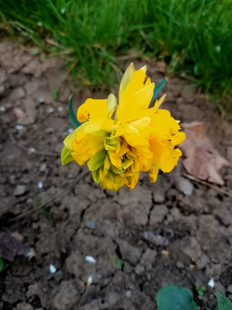 Img.2024.04.01 - Grădina mea de la țară