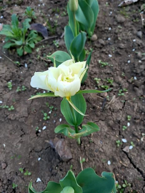 Img.2024.04.01 - Grădina mea de la țară