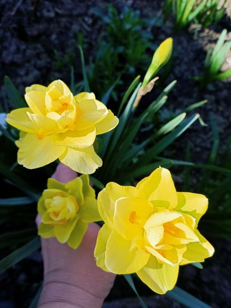 Img.2024.04.02 - Grădina mea de la țară