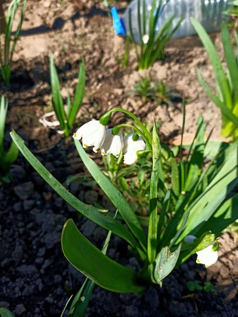 Img.2024.04.02 - Grădina mea de la țară